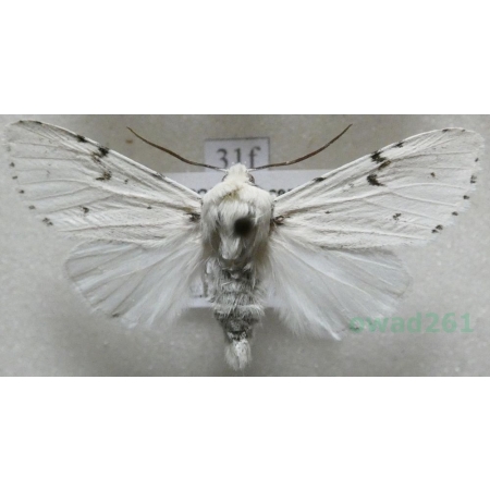 Acronicta leporina (Linnaeus, 1758) Wieczernica królica Czech31f